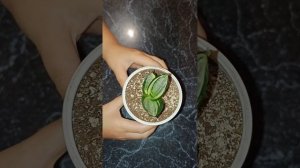 Детка Сансевиерия ханни сильвер зебра / Sansevieria hahnii silver
