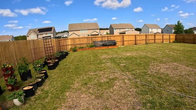 Рассадила перцы и баклажаны. Прикрыла грядки от солнц? смотреть онлайн