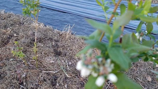 Не пропустите подкормку клубники и голубики во время ? смотреть онлайн