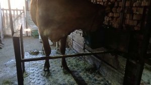 Собираем пряные травы