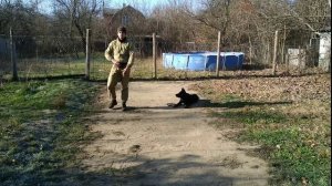 Немецкая овчарка 4 месяца Илай дрессировка!