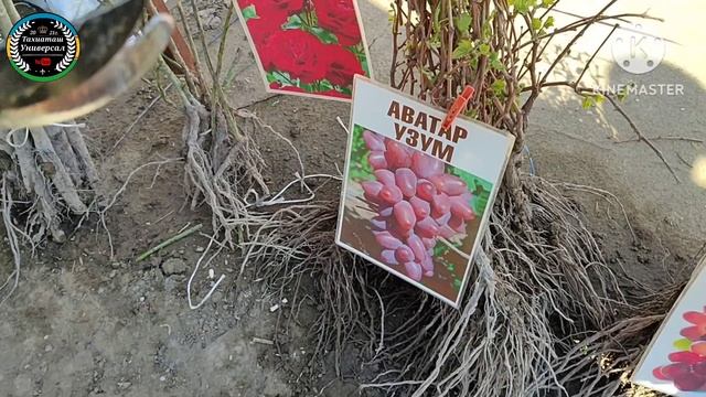 НАЛ БАЗАР - РЫНОК САЖЕНЦЕВ 20.04.25ж.#тахиаташ#каракалпаки смотреть онлайн