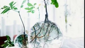 🌱 16 растений, которые укореняются в воде, без земли