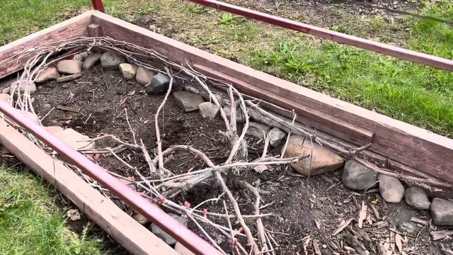 Абрикос цветет в Кемерово! 2025 г. смотреть онлайн