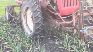 ПРОПОЛКА ЧЕСНОКА ТРАКТОРОМ т16 || механизированная про?