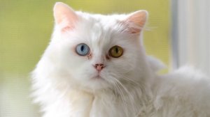 Кошка