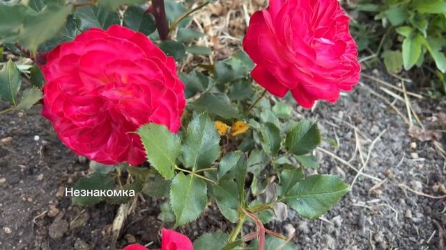 Утро в саду. Солирует роза Гислен де Фелигонд смотреть онлайн