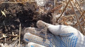 Первое серебро сезона 2025года. Коп по старине.