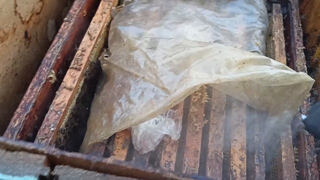 Первое расширение пчёл весной. Подкормка пчёл медовой смотреть онлайн