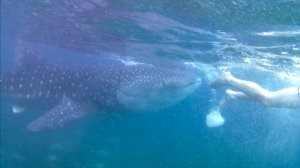 Едем в Ослоб плавать с акулами, надеемся они сытые.