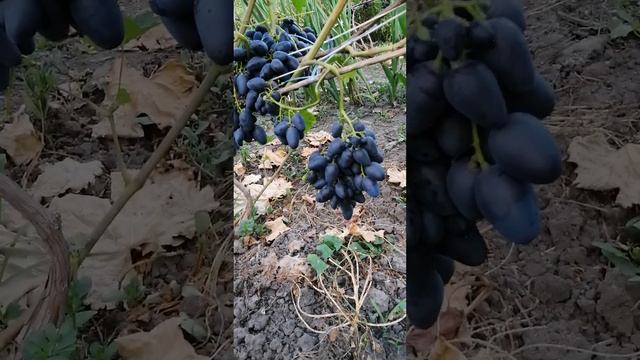 Атос 2024 смотреть онлайн