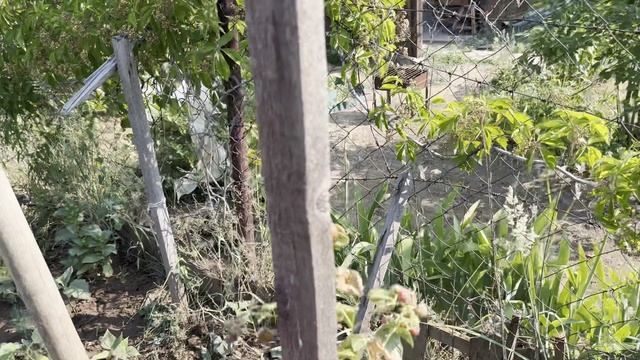 В саду все нормально! А я на кухне сырники готовлю!