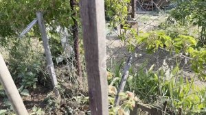 В саду все нормально! А я на кухне сырники готовлю!
