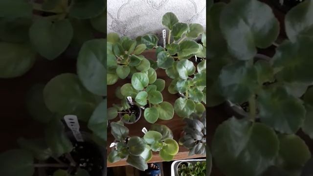 Предлагаю детки и стартеров фиалочки шикарных сортов смотреть онлайн