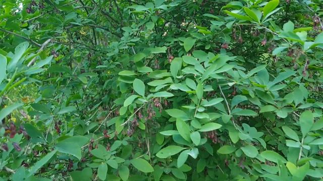 ГСВГ.Neues Lager.У здания хлебзавода цветет барбарис,бояры? смотреть онлайн