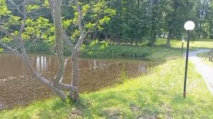 Любочка в Изобильном.