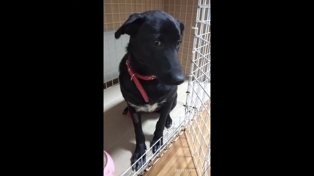 Оновлено. Вдома. Полтава. Бонечке очень нужен дом. Тел. смотреть онлайн