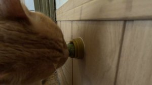 Рыжий кот дегустирует шарик с кошачьей мятой