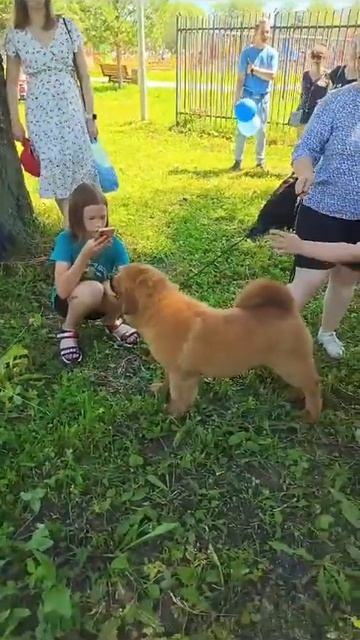 Тибетский мастиф Кексин Ниу иТибетский мастиф Ксанли? смотреть онлайн