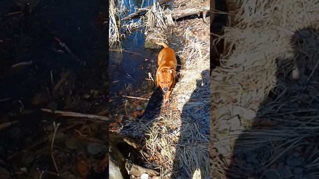 Вело прогулянка лісом Київський ліс Сморчки Саркосци? смотреть онлайн