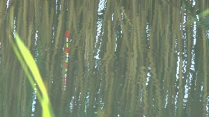 ЭТА ЛУЖА СНОВА УДИВЛЯЕТ! Здесь КЛЮЕТ ВСЕГДА! Рыбалка на поплавок.