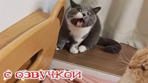 Приколы с котами! С ОЗВУЧКОЙ! СМЕШНЫЕ КОТЫ! Смешные видео с животными! — смех  до слёз!