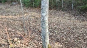 Арму. Мясо под шубой из картофеля, грибочков и лука