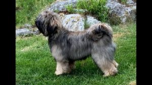 Тибетский терьер