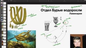 7.35. Бурые водоросли. Ламинария, фукус, саргасс  | Ботани
