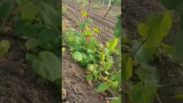 Виноград к-ш Ютал, Роза красная, Велика смотреть онлайн