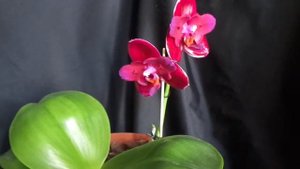 L9- Phalaenopsis Mituo King ES чергове цвітіння