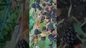 Ежевика Агавам. Маленькая вкусняшка. Осенний урожай.