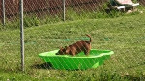 Цвергпинчер Мира. Рыжая красотка🧡 Играет с водичкой?