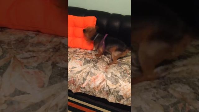 Мне бы так жить, сказал хозяин этого Йорка. Zooviphaus смотреть онлайн