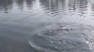 Платная рыбалка на Рефтинском водохранилище -Азарт 2.#?