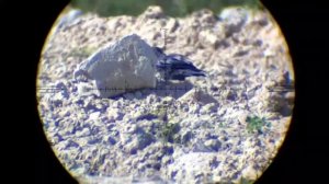 Кроухантинг.Охоту на ворон.Нарезка от Комарада "Чёрна?