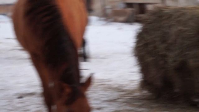 Пригнали табун смотреть онлайн