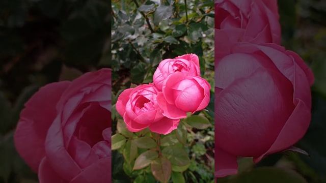 Обзорчик двух ароматных чайно-гибридных второгодочек