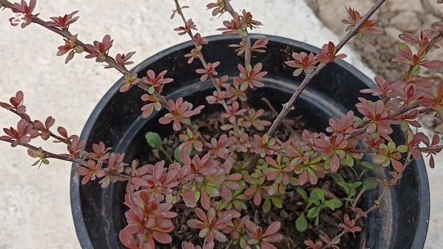 Барбарис  момосун жегенге болбойт смотреть онлайн