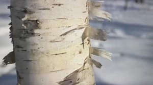 ЗИМА[30 ck. роллик]