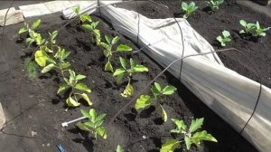 Первые плоды баклажанов