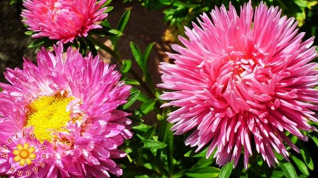 КРАСКИ ОСЕНИ. АСТРЫ. ASTERS.