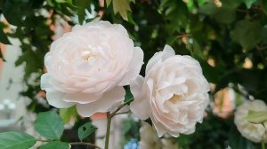 Москва 12 июня