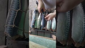 Скумбрия в Смокере, Копчёная рыба