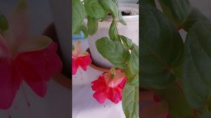 Фуксия ,,Frau Lindert"