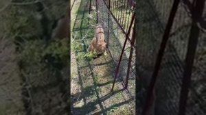 Прогулочка во владение прайда Гирея Парк львов Тайган #тайган