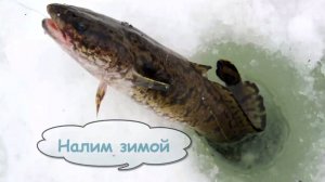 Секрет подлёдной жерлицы