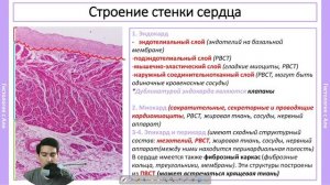 Гистология ССС за 27 минут