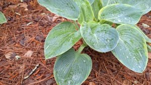 Цветник под деревьями - отлично тут растут ХОСТЫ РАЗНО