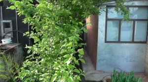 Середина июня на участке